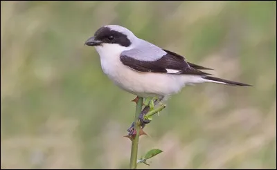 Autrefois plus courant, cet oiseau a fortement régressé en France et compte aujourd'hui seulement quelques couples nicheurs dans le pays. De quelle espèce s'agit-il ?