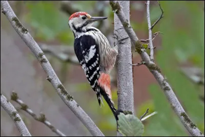 Souvent trouvé dans les hêtraies, la population française de cet oiseau est cantonnée à l'extrême sud-ouest du pays. C'est...