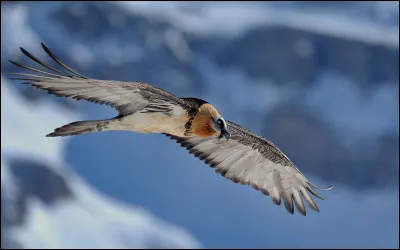 Ce rapace est l'un des plus rares d'Europe. En France, il peut être observé dans les Pyrénées, les Alpes ou encore en Corse. C'est bien évidemment...