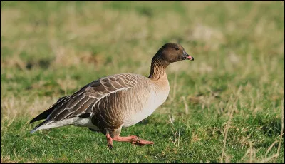 Commun en hivernage dans les pays du Benelux, cet oiseau descend rarement jusqu'en France. Mais connaissez-vous son nom ?