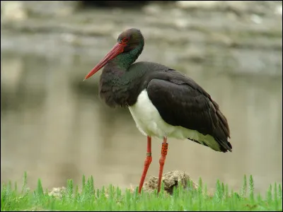 Cet échassier est en progression en France, où il niche dans les grandes forêts. Il s'agit...