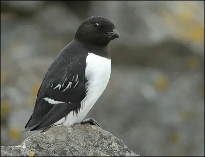 Ce petit oiseau de la famille des Alcidés niche par millions au Groenland. De temps à autre, il rend visite aux côtes françaises de la Manche et de la mer du Nord. Vous avez reconnu le...