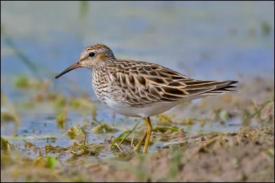Ce limicole nord-américain visite parfois les zones humides françaises au printemps ou à l'automne. Il s'agit...