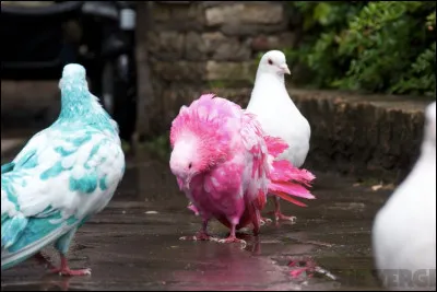 Quel oiseau possède deux orteils au pied ?
