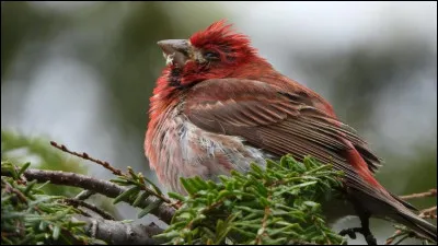 Qui chante "Fais comme l'oiseau" ?