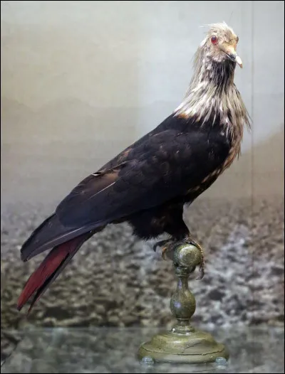 Qui a écrit la nouvelle "Les Oiseaux" dont Alfred Hitchcock a tiré son film éponyme ?