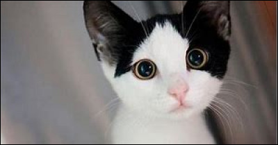 Qui est Petite Écume ?