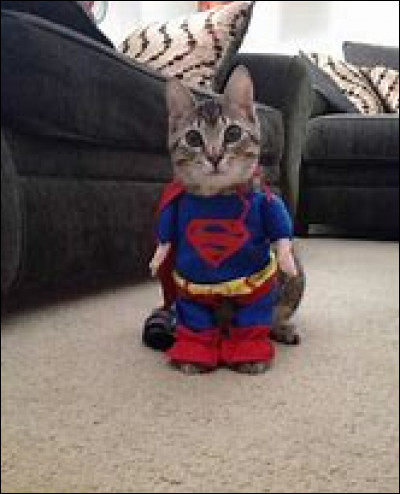 Quels chats des clans ont des pouvoirs ?