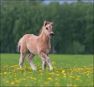 Quel os n'est pas dans le squelette du cheval ?