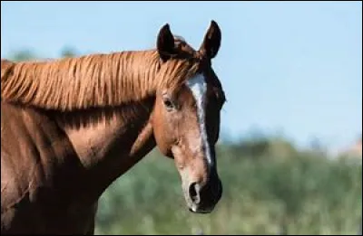 Les chevaux sont-ils des animaux grégaires ?
