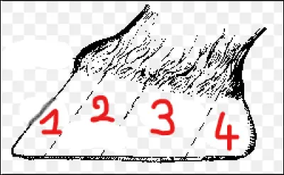 Trouve l'ordre correct.