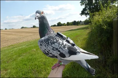 Qui accompagne Thierry Lhermitte dans le film "Le Pigeon" ?