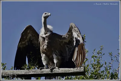 Quel est le seul oiseau à s'être heurté à un avion à plus de 10 000 mètres d'altitude ?