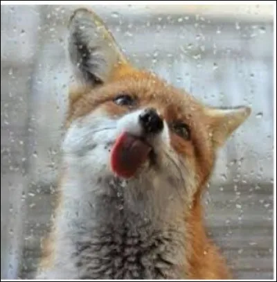 Que veut dire "tirer au renard" ?