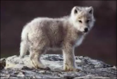 Quel animal trouves-tu le plus mignon ?