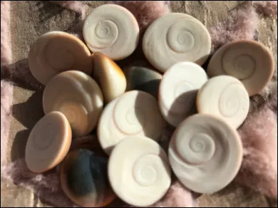 Quel est le nom de ce petit coquillage que l'on trouve sur les plages ou à faible profondeur en Corse et auquel on prête des vertus de porte-bonheur ?