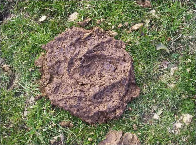 Quel nom porte l'algue filamenteuse verte vivant dans l'eau douce ?