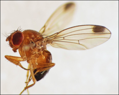 Parmi les propositions suivantes, quelles sont les principales pistes étudiées pour lutter contre les attaques de Drosophila suzukii ? (3 réponses attendues)