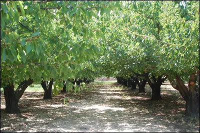 Parmi les mesures prophylactiques suivantes, lesquelles sont efficaces contre la drosophile du cerisier ? (3 r&eacute;ponses attendues)