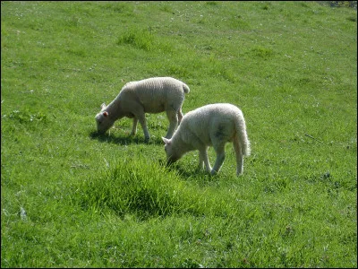 Dans un syst&egrave;me de polyculture &eacute;levage, quels sont les principaux leviers agronomiques pour g&eacute;rer les adventices sans herbicides ? (3 r&eacute;ponses attendues)