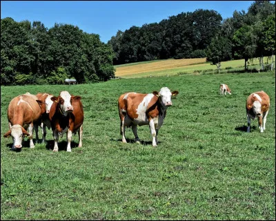 Dans le cadre du projet PhytoEl, l'Institut de l'&eacute;levage a d&eacute;velopp&eacute; un outil permettant d'appuyer les conseillers en agronomie et ceux des r&eacute;seaux d'&eacute;levage dans l'accompagnement des syst&egrave;mes de polyculture &eacute;levage. Comment s'appelle cet outil ?