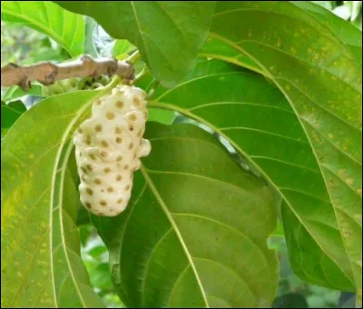 Très cultivé en Polynésie française, on lui prête des vertus extraordinaires !