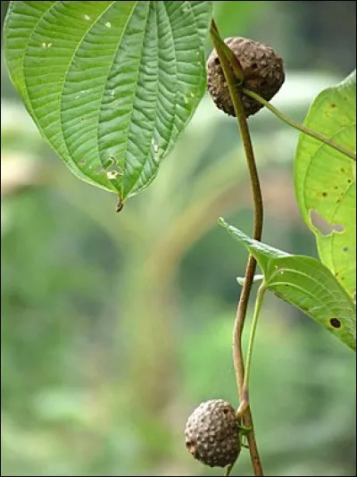 En Guyane on l'appelle masako, mais ce fruit a d'autres noms !
