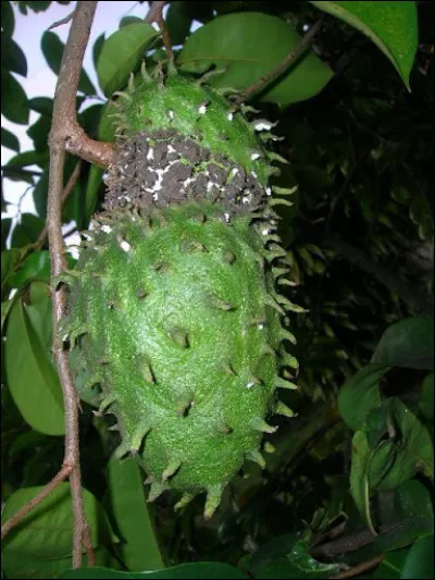 Identifiez le fruit !