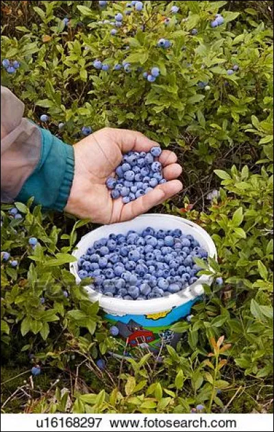 Je ne connais pas grand-monde qui déteste ce fruit, même les ours en raffolent, trouvez le pays !