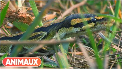 À quel dramaturge doit-on le vers célèbre "Pour qui sont ces serpents qui sifflent sur vos têtes" ?