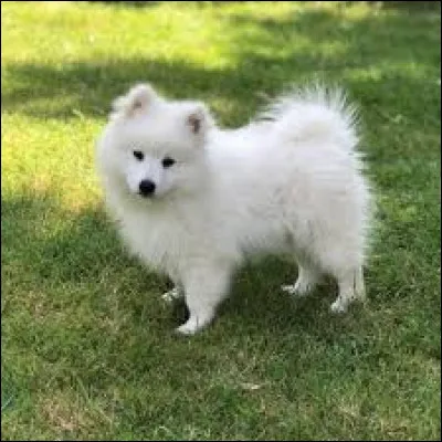 Retrouvez le nom de la race de chien.