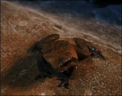 Comment s'appelle le crapaud de Neville ?