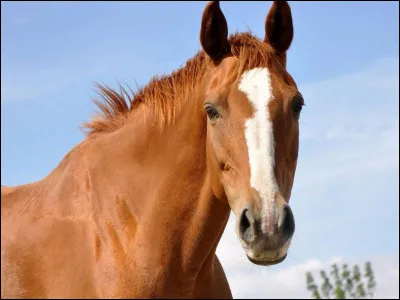 Quelle est la robe de ce cheval ?