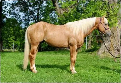 Quelle est la robe de ce cheval ?