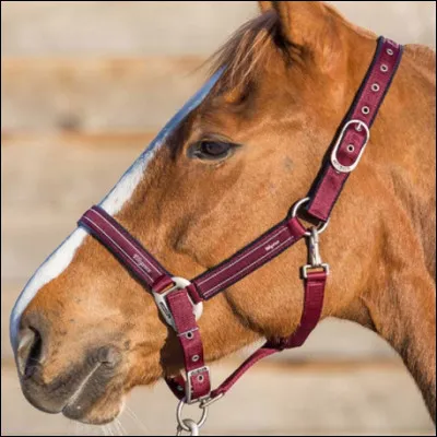 Qu'est-ce que ceci ?