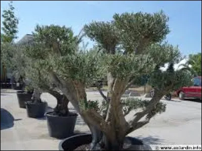 Je mets mon olivier dans un bac suffisamment grand pour que les racines puissent se développer avec aisance. Je place mon arbre fruitier dans un endroit :