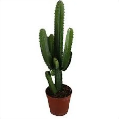 Puis-je mettre un cactus dans un pot peu profond ? (1 m de haut)