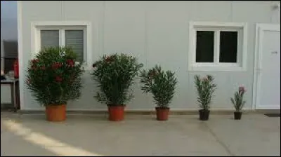 Pour un laurier rose, il me faudra le mettre dans un pot assez grand et percer son fond.