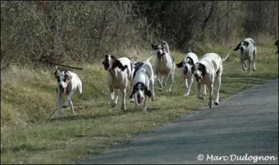 A quel groupe les chiens courants appartiennent-ils ?