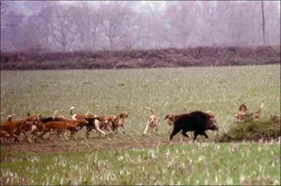 Comment s'appelle le moment o l'animal de chasse est pris ?