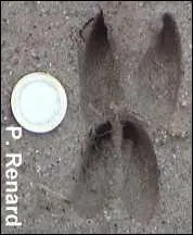 De quel animal proviennent ces empreintes ?