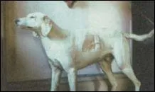 Parmis ces chiens, lequel n'est pas un chien courant ?