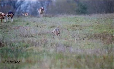 Combien de chiens courants au minimum composent un quipage de livre ?