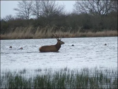 Comment est appel l'vnement o le gibier va  l'eau ?