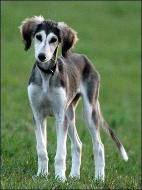 Ce chien est-il autoris  chasser  courre en France ?