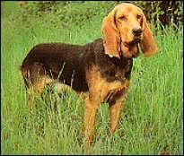 Quelle est la race ce chien courant ?