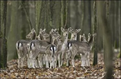 Quelle espce n'est pas courable en France ?
