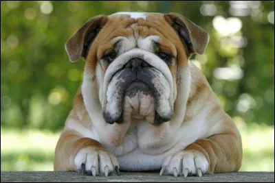 Quelle est cette race de chien ?