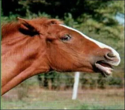Si un cheval a les oreilles en arrière, cela veut dire qu'il...