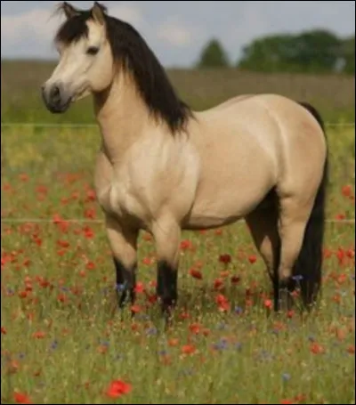 De quelle robe est ce cheval ?